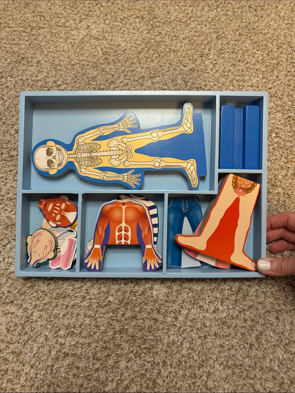 Melissa & Doug - Magnetic Human Body Play Set